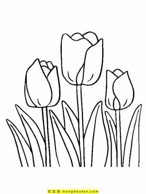 12张盛开着的郁金香植物花朵春天卡通简笔画