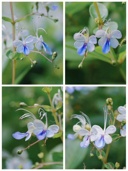 盛开的蓝蝴蝶03植物拍照