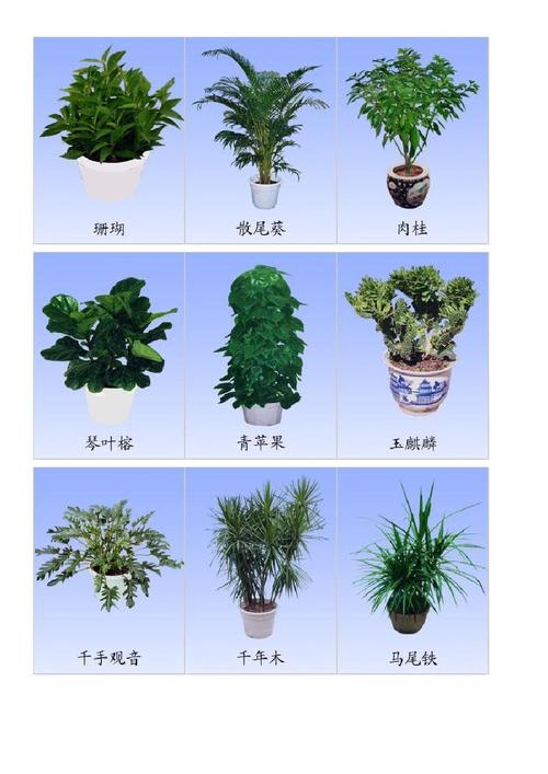 室内常见植物图片