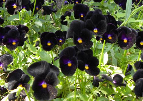 植物黑美人养殖方法