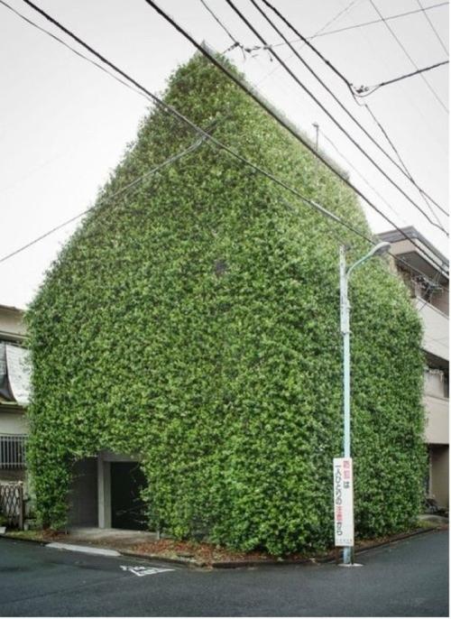 被绿叶藤蔓包围的房子