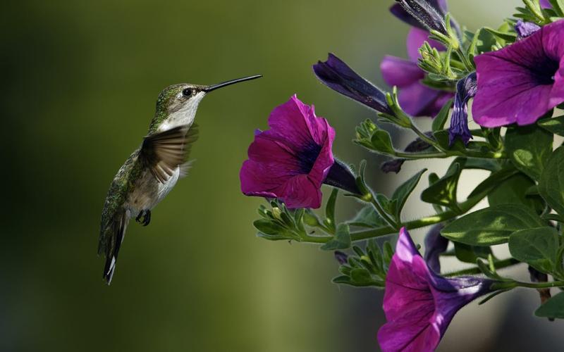 可爱好看的蜂鸟花中采蜜高清图片分享