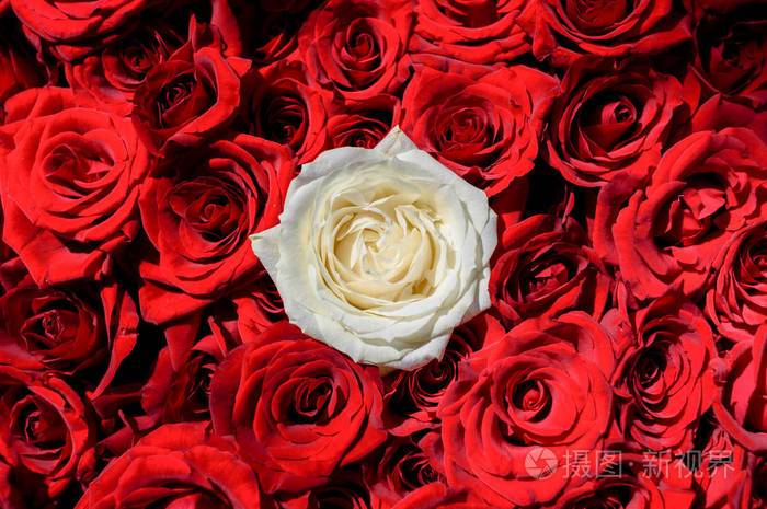 天然玫瑰花背景自由空间一朵白玫瑰在红玫瑰中个性突出独特性独立性
