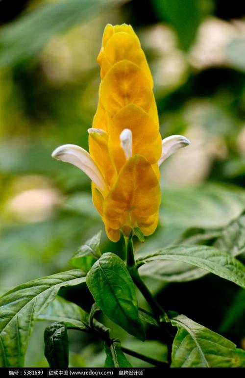 黄色塔冠花