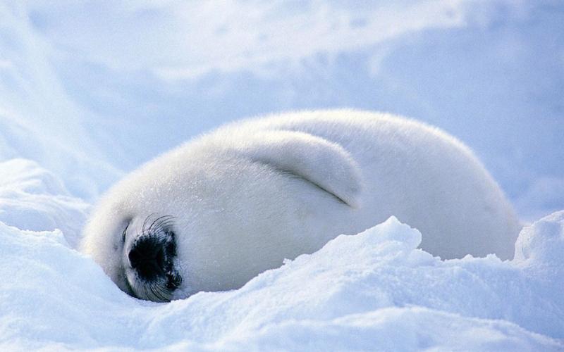 cnn评选世界最可爱动物竖琴海豹