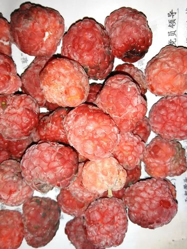 秦岭山中一种红色野山果树有刺山果流白色汁液外形像荔枝.附图片.