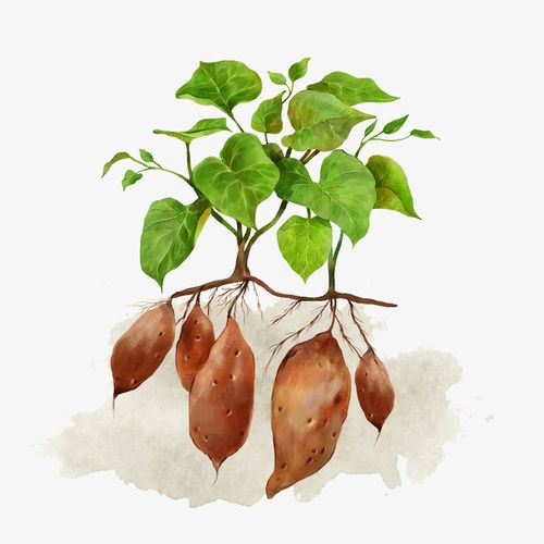 红薯农作物彩绘插画