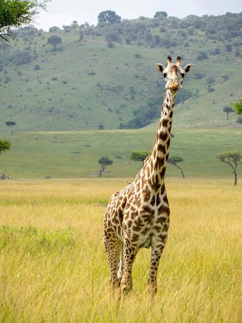 免费商用绘画素材动物篇长颈鹿giraffe