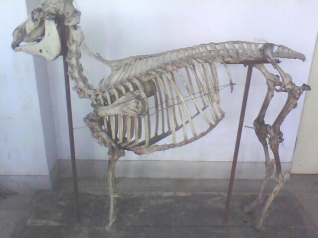 谁知道这是什么动物的脊椎骨