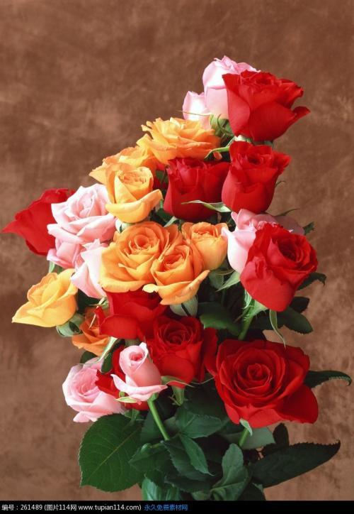 最漂亮的真玫瑰花图片