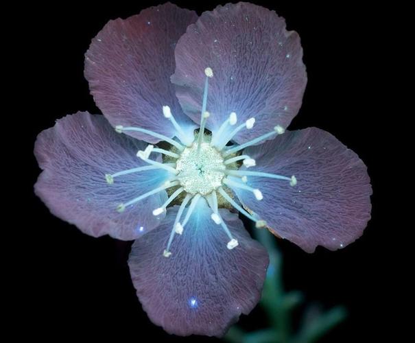 会发光的花朵摄影师借助荧光材料让花朵发光