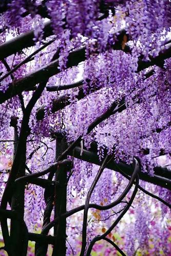 紫藤季带你去看无锡最美的紫藤花瀑布