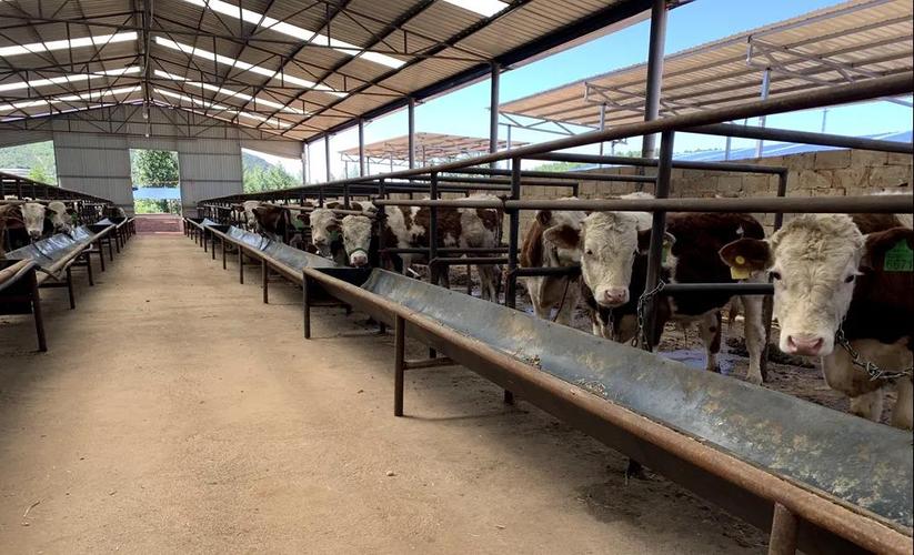 马戛村委会虎峰种植养殖专业合作社标准化养牛大棚里养着几十头肉牛