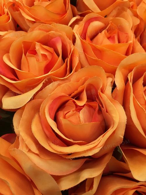 橙色的玫瑰花近景特写摄影高清图片