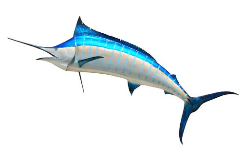蓝枪鱼动物标本剥制术鱼捕鱼游戏马林安装