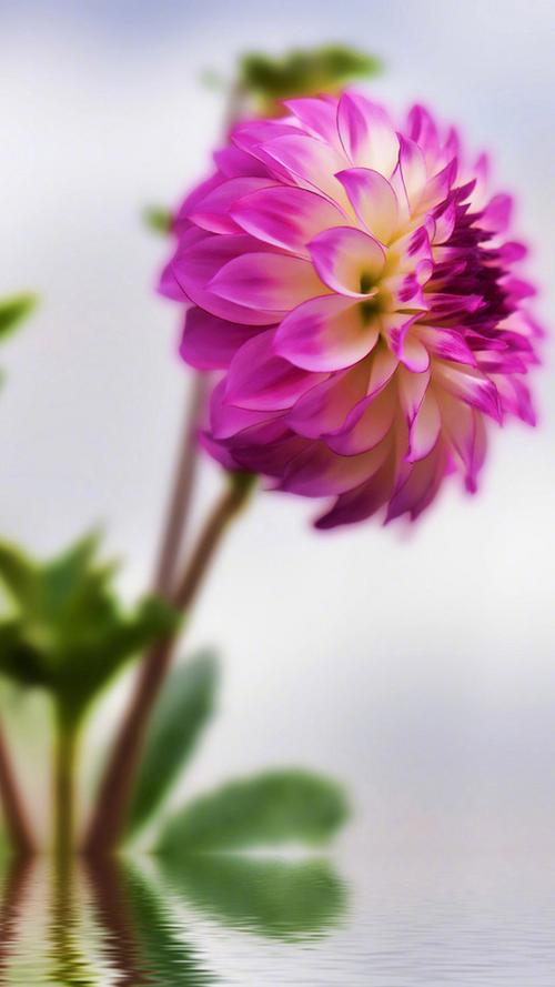 高清养眼植物花卉图片手机壁纸