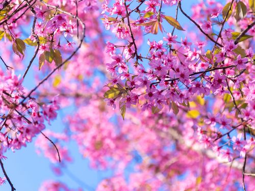 春天樱花开花粉红色的树花