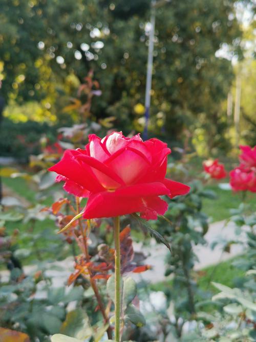 玫瑰花被称为爱情之花它的花语是美好的爱情勇敢爱与美