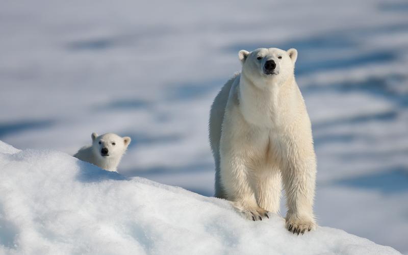 憨态可掬的北极熊图片北极熊北极动物白熊