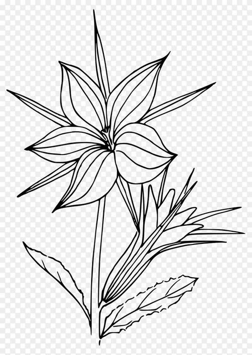 黑白花线艺术植物画
