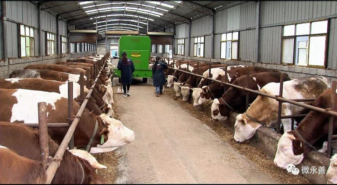 茂林镇标准化肉牛养殖助力脱贫增收