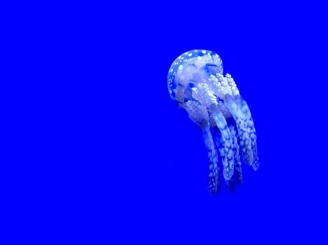 海里生活的水母图片其他动物水母海里