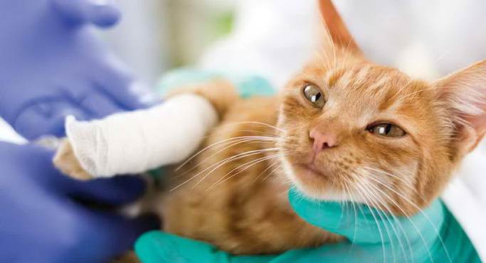 猫咪身体意外受伤的紧急处理方法
