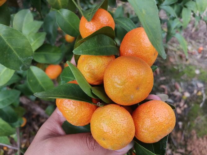 今年第一批砂糖橘正式上市了
