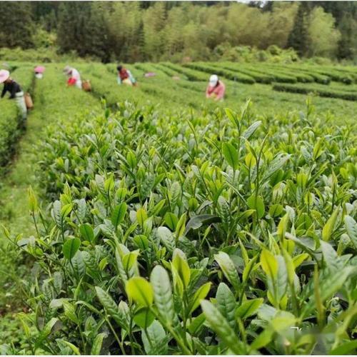 茶叶种植施肥四大原则