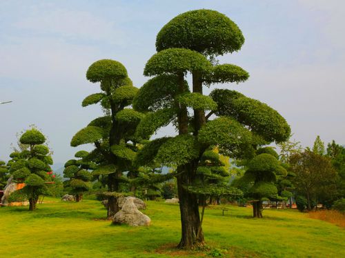 短短几年这种原生在京山的特有珍贵树种不仅进入全国各地的小区还
