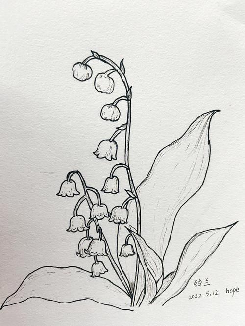 针管笔手绘花卉铃兰花卉临摹5
