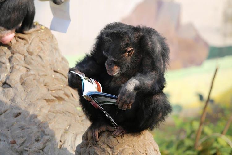 动物园的黑猩猩都在读书