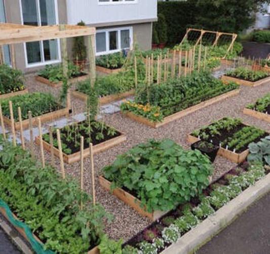 15个院子里的菜园吃着自己种下的菜收获满满的幸福