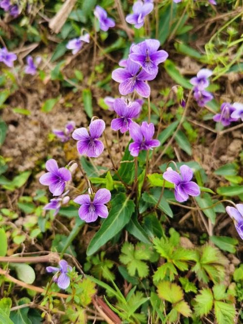 紫丁地花