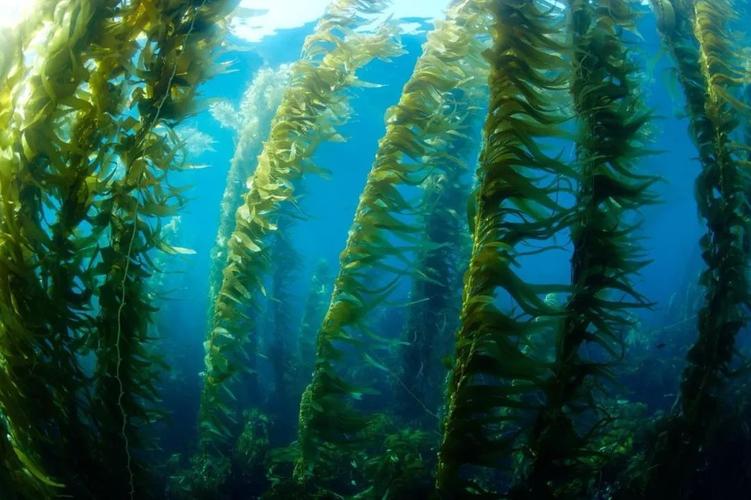 水温超过20海带无法生长植物