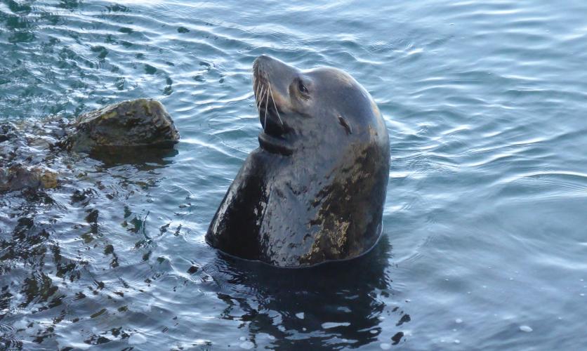可爱呆萌的海狮图片野生动物海狮