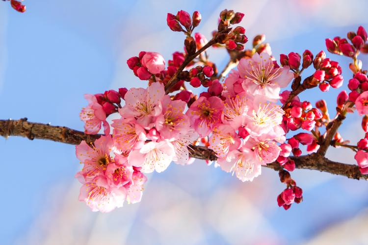 盛开似锦的樱花图片花卉鲜花唯美植物樱花粉色樱花