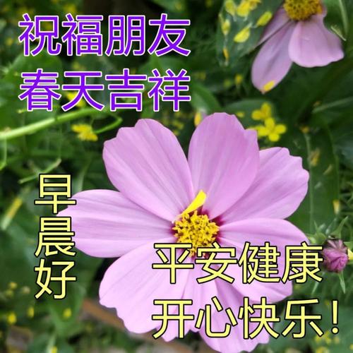 阳春三月最新早上好鲜花图片带字带祝福语朋友圈早安祝福问候语动画
