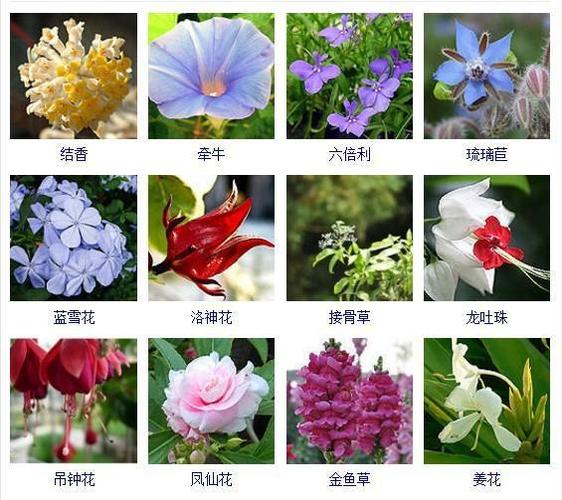 花友们都想拥有的432种常见花名大全可以自己打造一个花园
