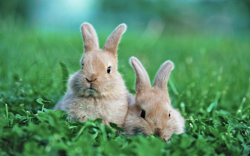 摄影超可爱兔子高清动物图片大全分享