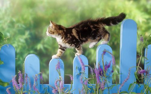 栅栏猫动物的景深栅栏背景图片