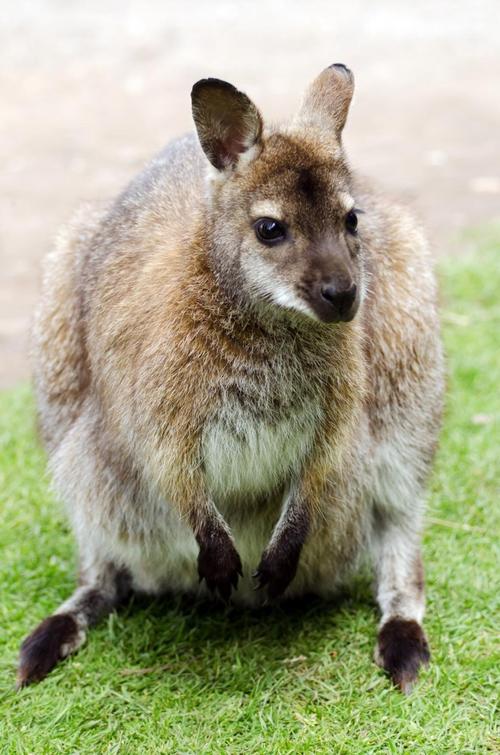 澳大利亚公园袋鼠澳大利亚本机国家哺乳动物