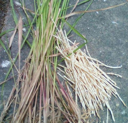 的一种植物也是长在地下但它却不像红薯山药一般有着膨大的根茎