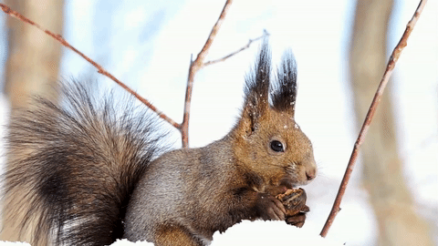 松鼠squirrel吃东西冬天gif动图动态图表情包下载soogif
