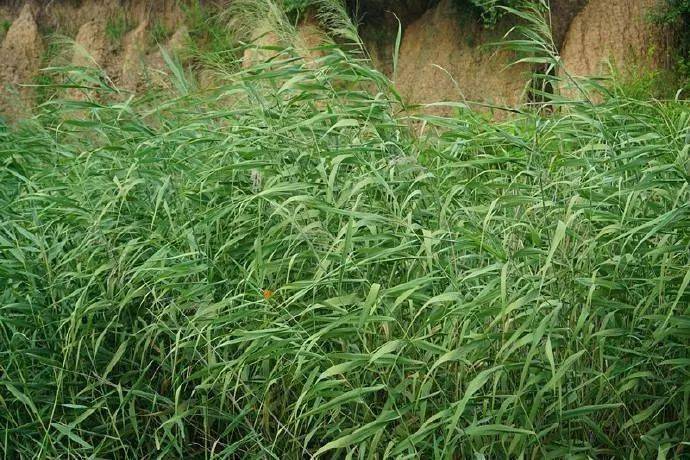 这个药能杀所有杂草包括芦苇茅草等恶性杂草自己在家就能配可分散