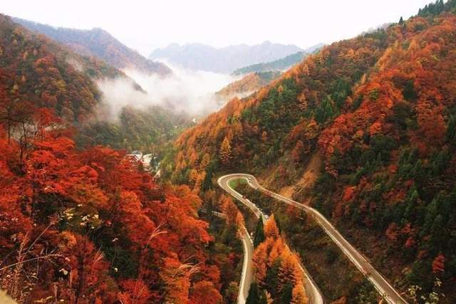 周期长景色分明光雾山的红叶不只是一种颜色它由近千树种的秋叶组成