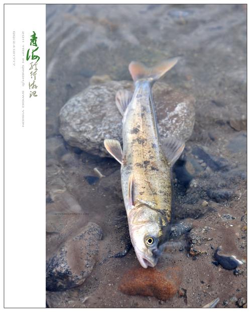 青海湖偶遇繁殖期的湟鱼鱼群景观