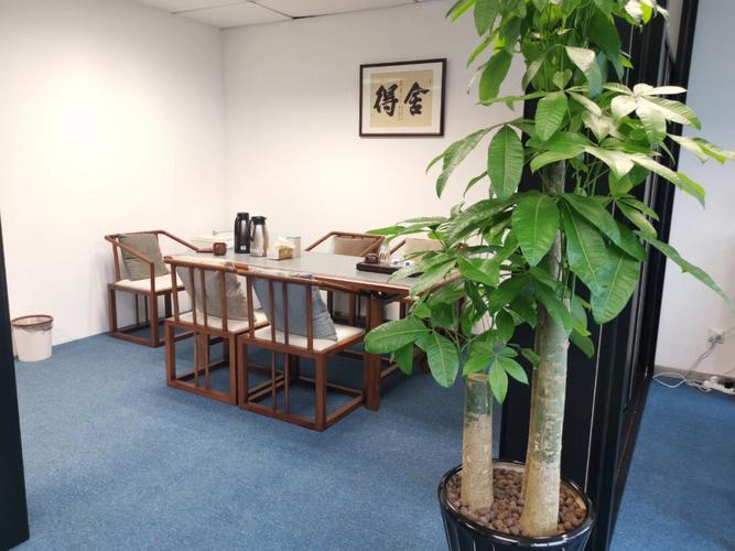 办公室绿植