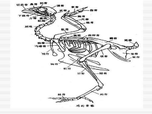 家禽的解剖生理动物解剖学ppt