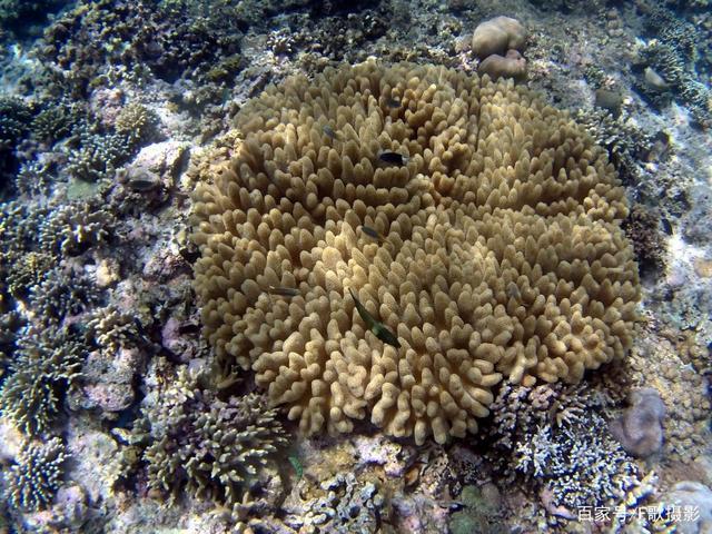 《各种各样的珊瑚》九尾龟